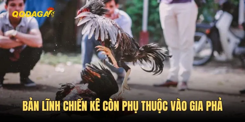 Bản lĩnh của chiến kê còn phụ thuộc vào gia phả