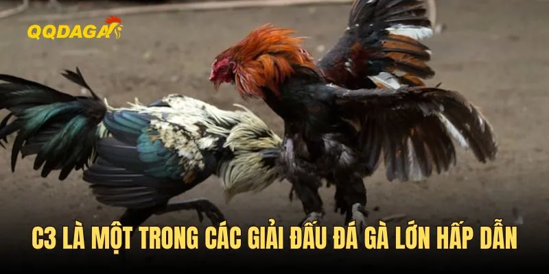 C3 là một trong các giải đấu đá gà lớn hấp dẫn