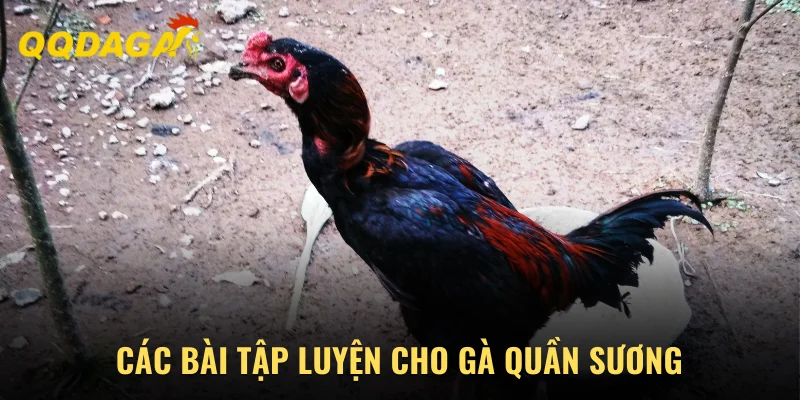 Các bài tập luyện cho gà quần sương