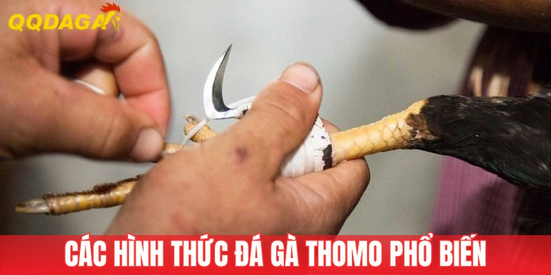 Các hình thức chọi kê Thomo hấp dẫn
