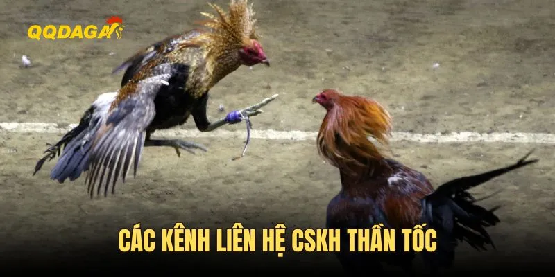 Hệ thống phản hồi qua email sau 5-15 phút