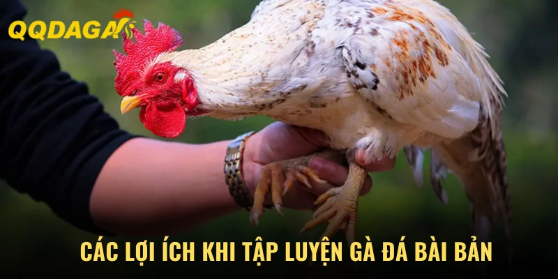 Các lợi ích khi tập luyện gà đá bài bản
