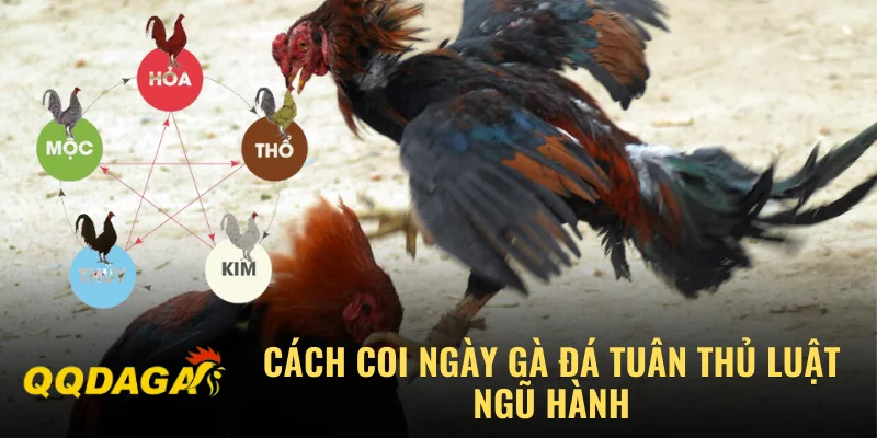 Cách coi ngày gà đá tuân thủ luật ngũ hành