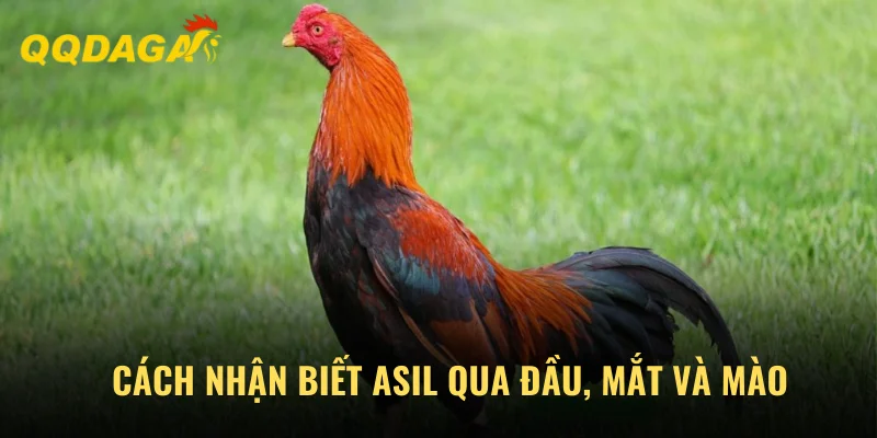 Cách nhận biết gà Asil so với loài khác