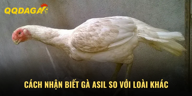 Cách nhận biết Asil qua đầu, mắt và mào