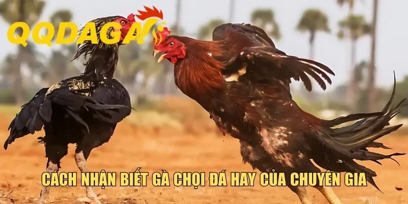 Cách nhận biết gà chọi đá hay của chuyên gia
