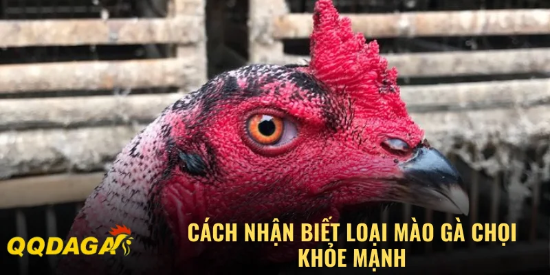 Cách nhận biết loại mào gà chọi khỏe mạnh