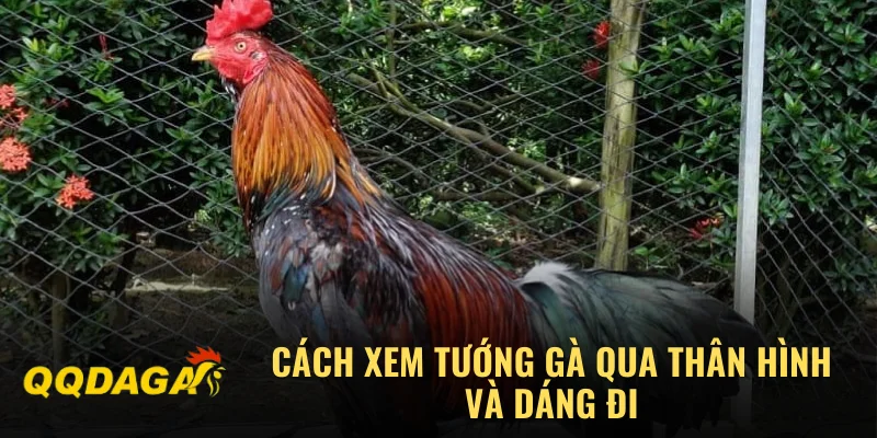 Cách xem tướng gà qua thân hình và dáng đi