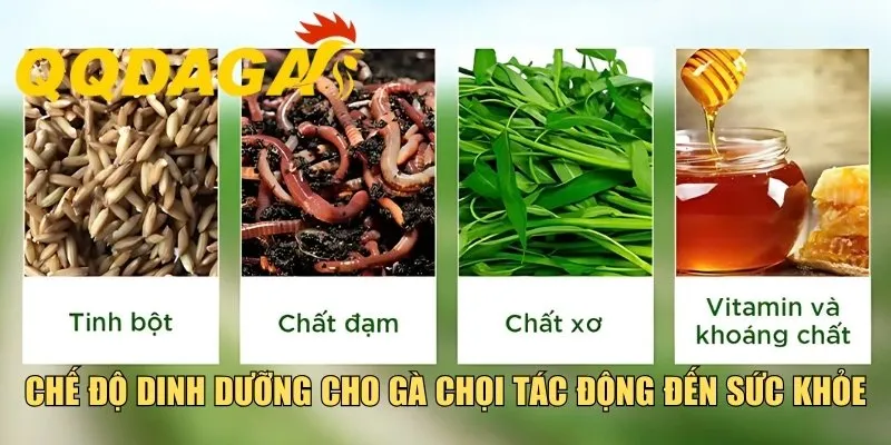 Chế độ dinh dưỡng cho gà chọi tác động đến sức khỏe