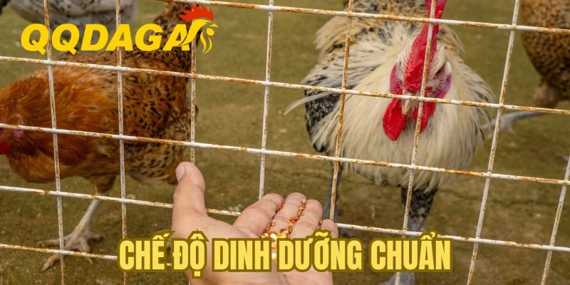 Chế độ dinh dưỡng chuẩn
