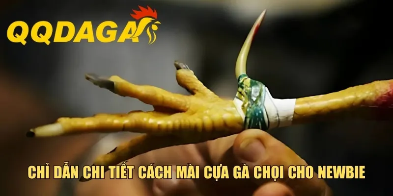 Chỉ dẫn chi tiết cách mài cựa gà chọi cho newbie