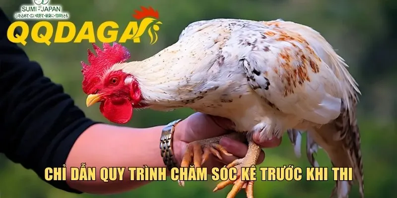 Chỉ dẫn quy trình chăm sóc kê trước khi thi đấu