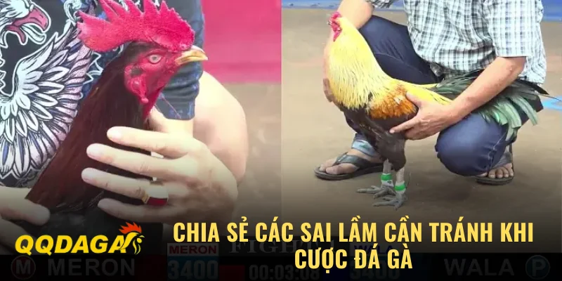 Chia sẻ các sai lầm cần tránh khi cược đá gà