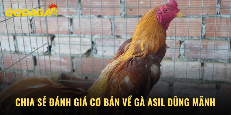 Chia sẻ đánh giá cơ bản về gà Asil dũng mãnh