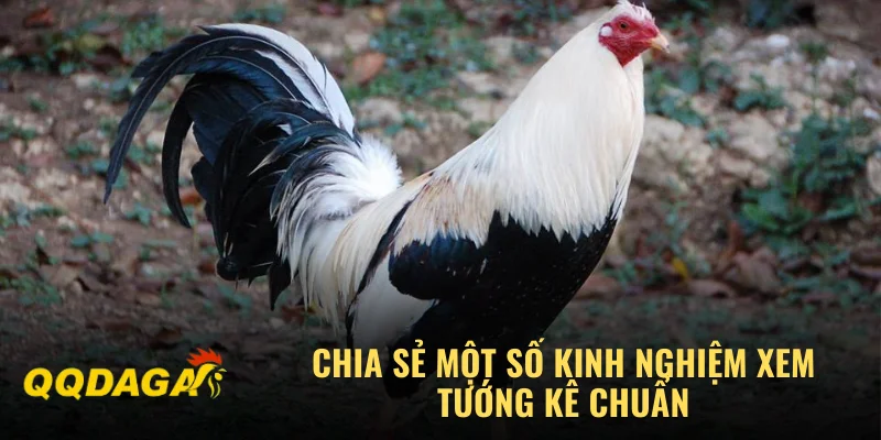 Chia sẻ một số kinh nghiệm xem tướng kê chuẩn