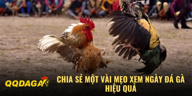 Bảng coi ngày giờ đá gà đẹp nhất