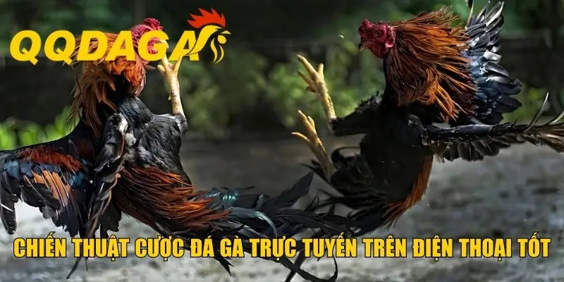 Chiến thuật cược đá gà trực tuyến trên điện thoại tốt