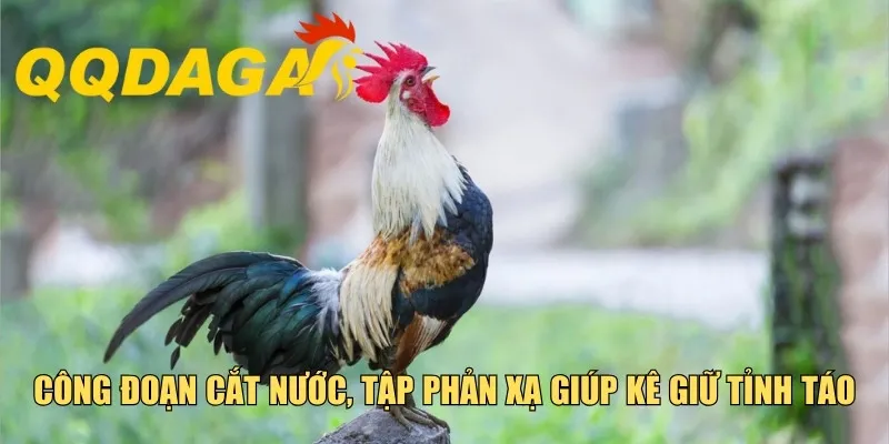 Công đoạn cắt nước, tập phản xạ giúp kê giữ tỉnh táo