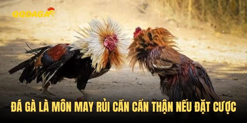 Đá gà là môn may rủi nên cần cẩn thận nếu tham gia