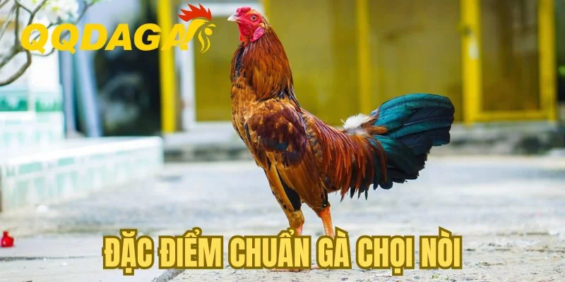 Đặc điểm chuẩn gà chọi nòi