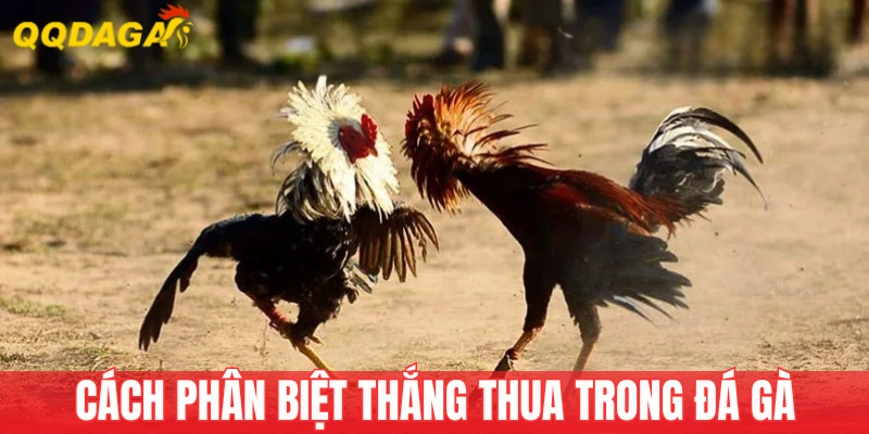 Điều kiện để gà chiến thắng