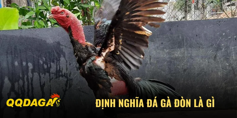 Định nghĩa đá gà đòn là gì