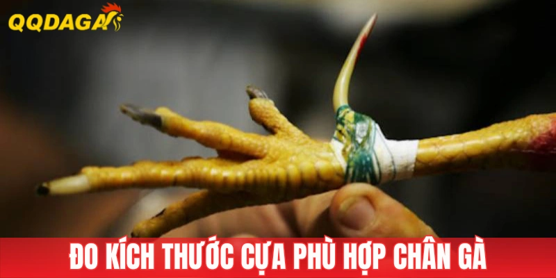 Cựa cần có kích thước, chiều dài phù hợp