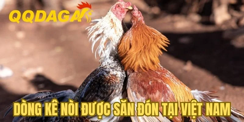Dòng kê nòi được săn đón tại Việt Nam