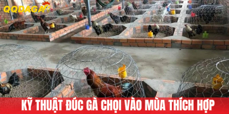 Đúc giống mới ở thời điểm thích hợp