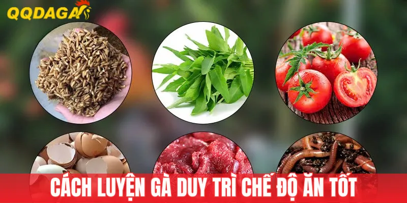 Cách luyện gà cần biết là duy trì dinh dưỡng
