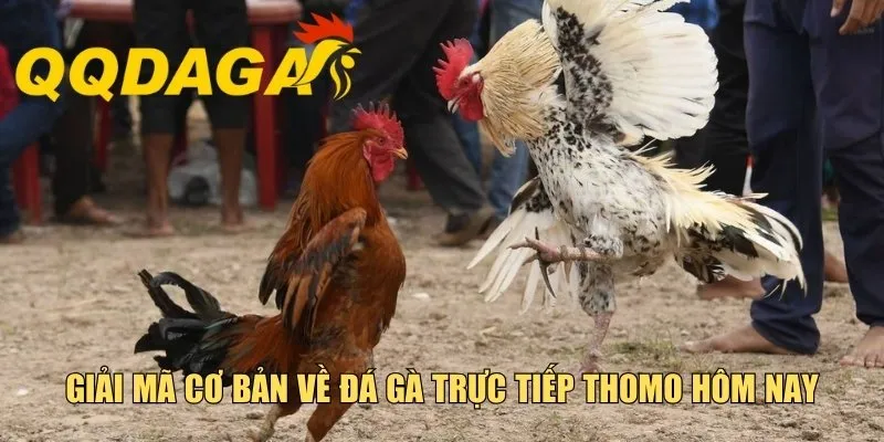 Giải mã cơ bản về đá gà trực tiếp Thomo hôm nay