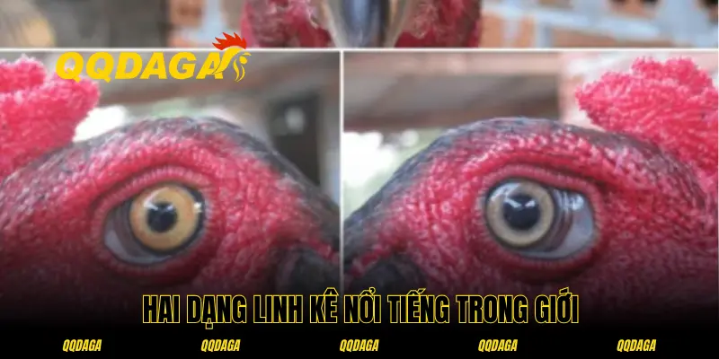 Giới thiệu bạn đọc hai linh kê trong lịch sử