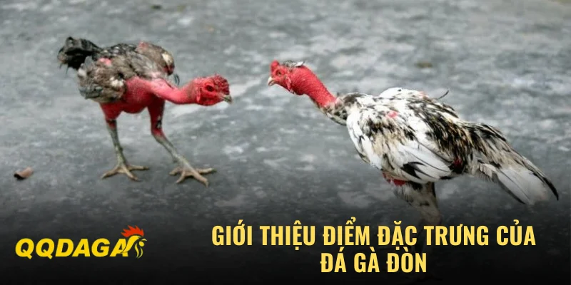 Giới thiệu điểm đặc trưng của đá gà đòn