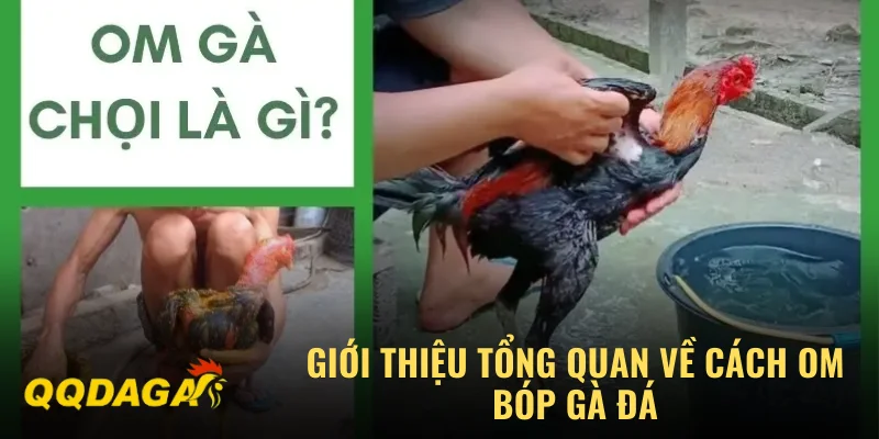 Giới thiệu tổng quan về cách om bóp gà đá