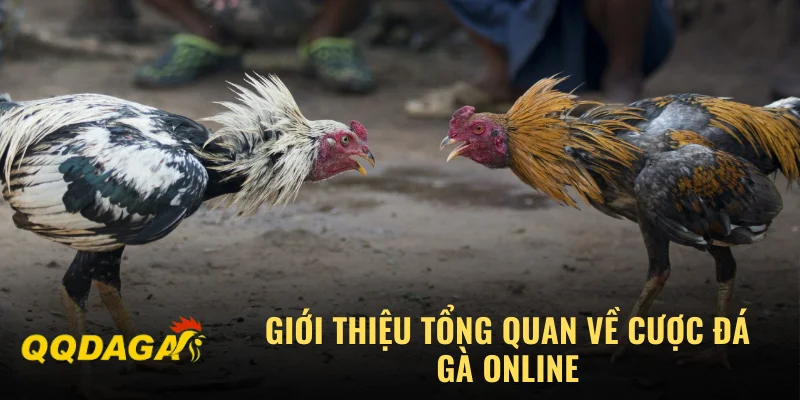 Giới thiệu tổng quan về cược đá gà online