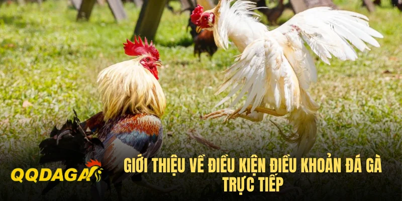 Giới thiệu về điều kiện điều khoản đá gà trực tiếp