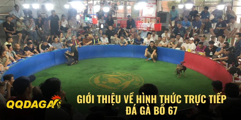 Giới thiệu về hình thức trực tiếp đá gà bồ 67