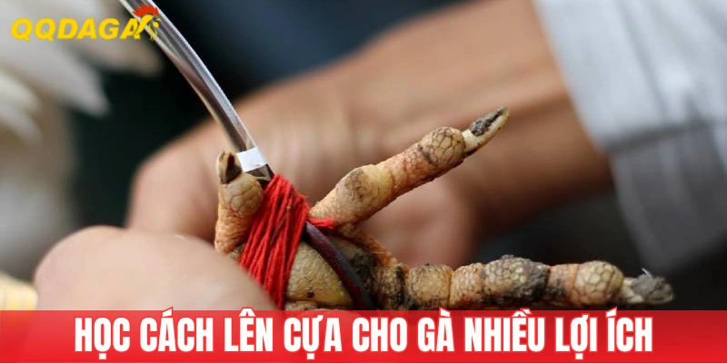 Biết cách lên cựa cho gà giúp tăng sức mạnh