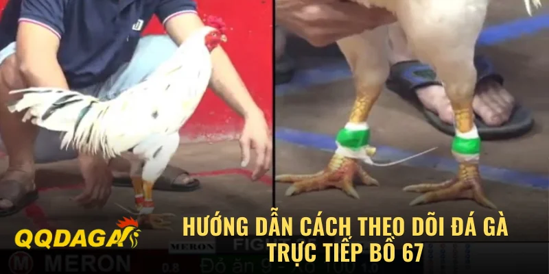 Hướng dẫn cách theo dõi đá gà trực tiếp bồ 67