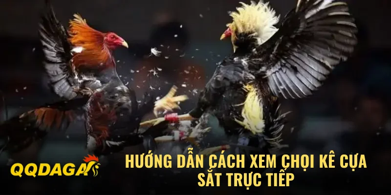 Hướng dẫn cách xem chọi kê cựa sắt trực tiếp