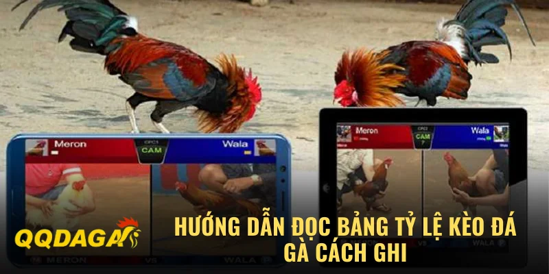 Hướng dẫn đọc bảng tỷ lệ kèo đá gà cách ghi