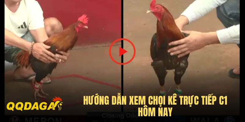 Hướng dẫn xem chọi kê trực tiếp C1 hôm nay