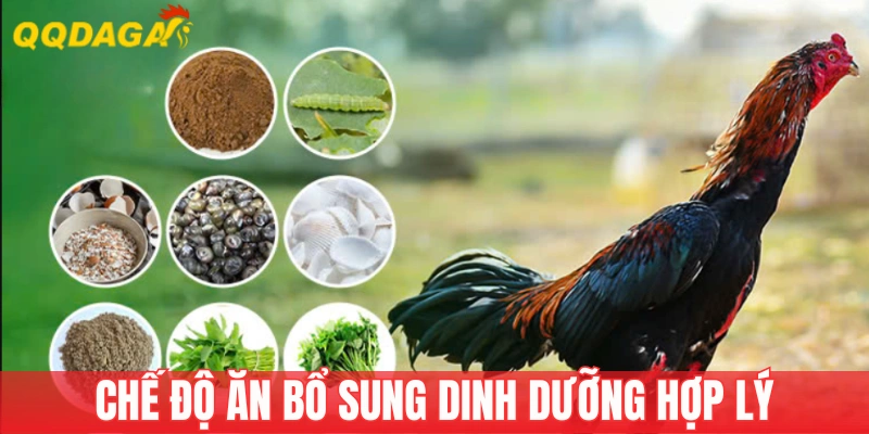 Huấn luyện gà nảy nòi kết hợp chế độ ăn uống hợp lý