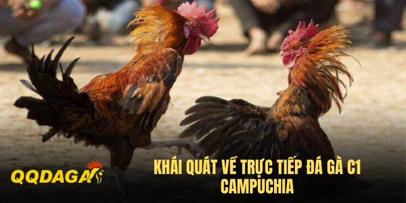 Khái quát về trực tiếp đá gà C1 Campuchia