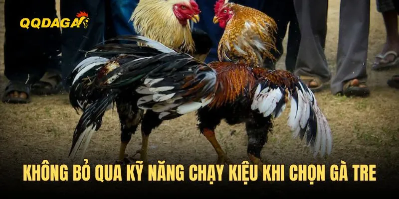 Không bỏ qua kỹ năng chạy kiệu khi chọn gà tre