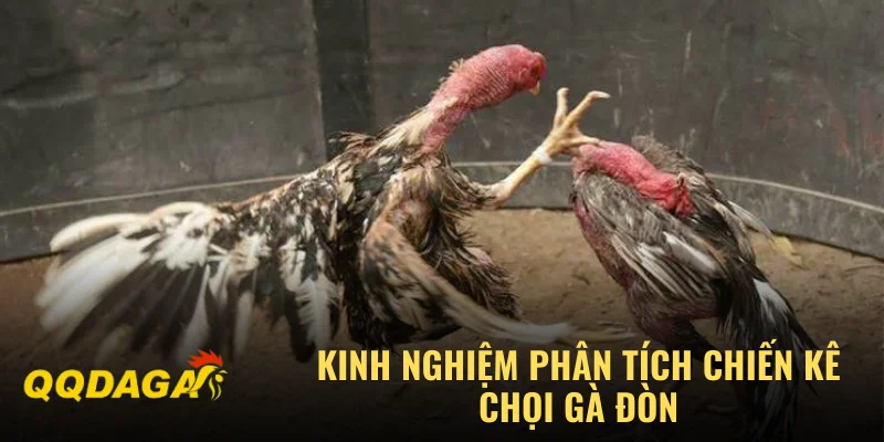 Kinh nghiệm phân tích chiến kê chọi gà đòn