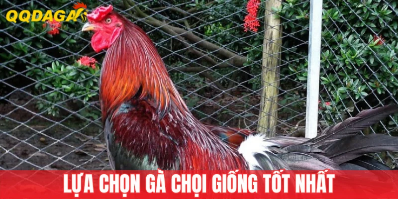 Cách chọn giống trong kỹ thuật đúc gà chọi