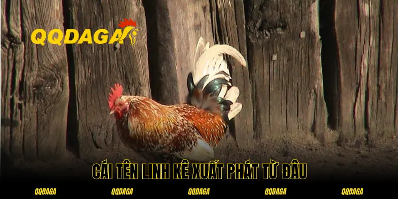 Lịch sử ra đời cái tên linh kê là gì