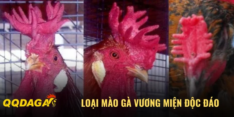 Loại mào gà vương miện độc đáo
