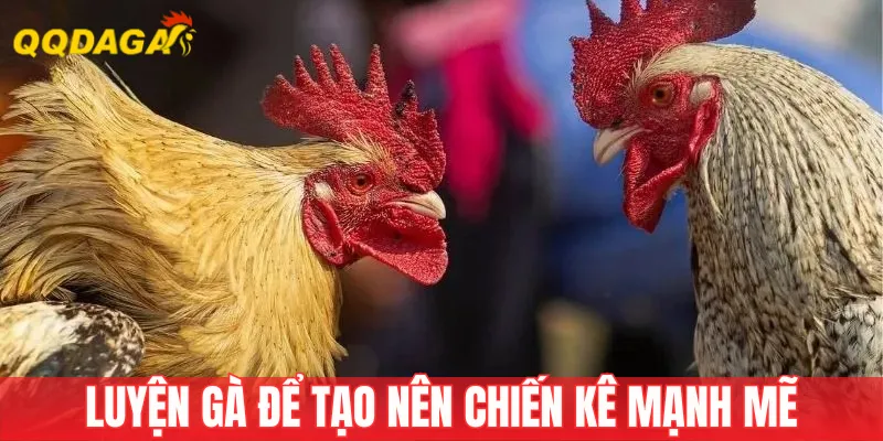 Cách luyện gà chuẩn sẽ tạo nên chiến kê mạnh nhất